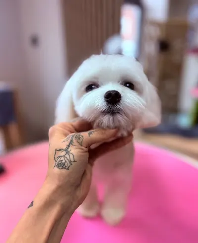 Cute Pets Studio pielęgnacji zwierząt. Przemyśl